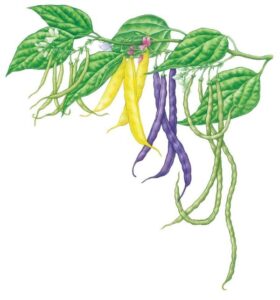 All About Growing Beans Image